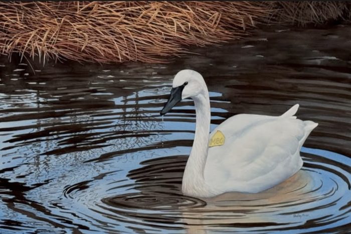 Waterscapes in Watercolour *SOLD OUT* (Mondays 9:30am-12:30pm) Shelley Prior (Level 1+/2) 6 weeks (Mar.24 - Apr.28) - Image 5