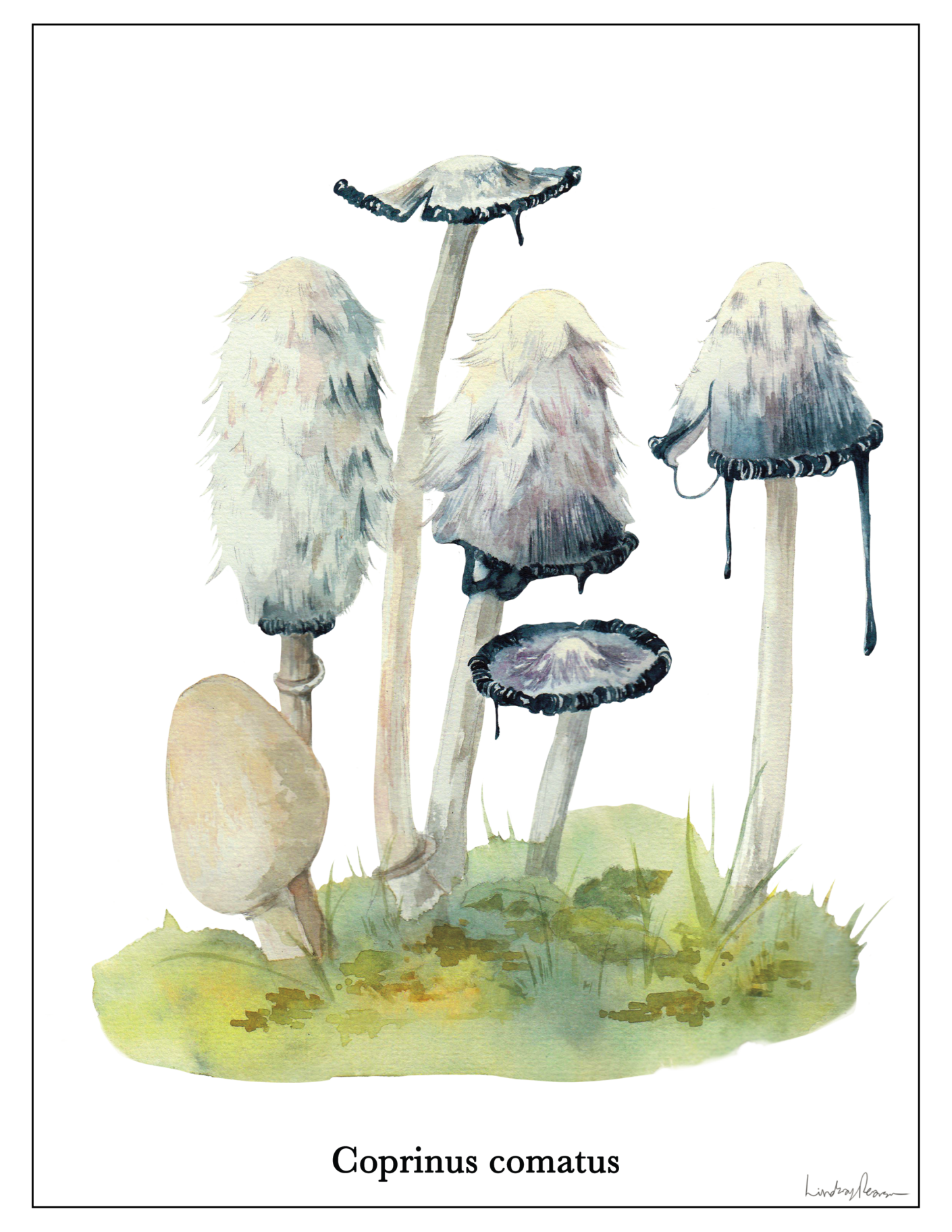 *FALL* Intro to Drawing (ink) and Watercolour (Fridays) 4-6 pm (Lindsay Pearson) level 1 (all ages) 8 weeks (Sept. 11 - Oct. 30) Studio ONE - Image 3